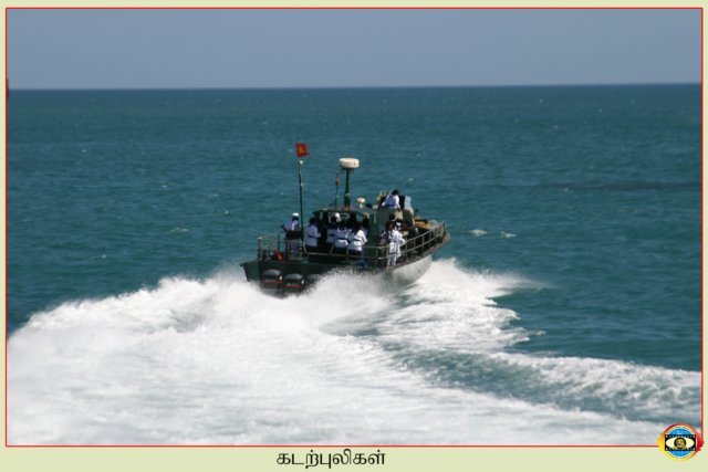 Sea Tigers