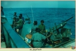 Sea Tigers