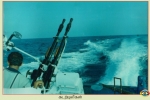 Sea Tigers