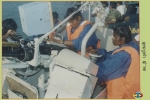 Sea Tigers