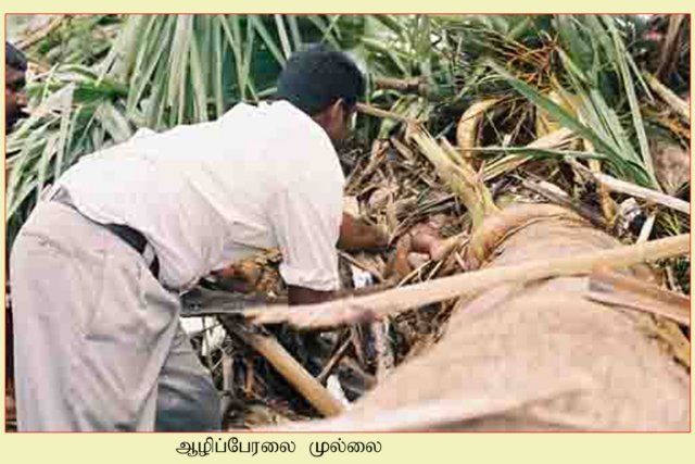 Mullaitheevu