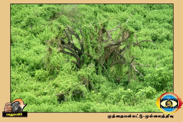 Palani