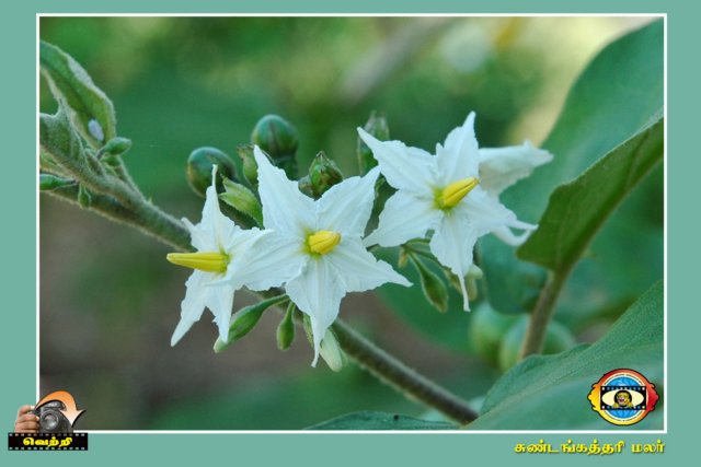 Flower