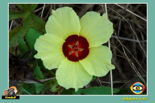 Flower