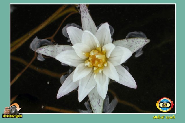 Flower