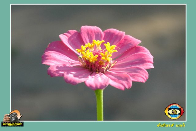 Flower