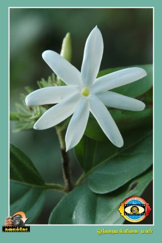 Flower