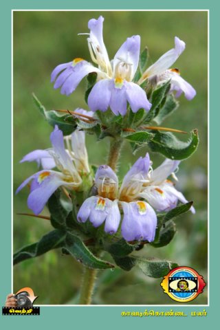 Flower