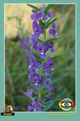 Flower