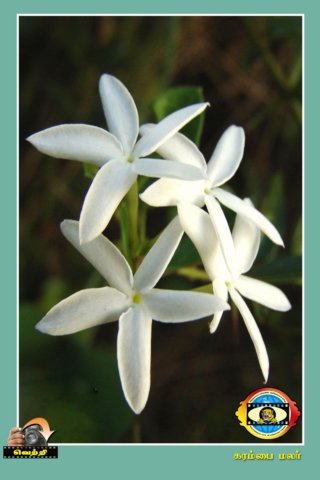 Flower