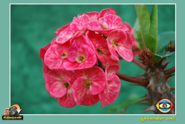Flower