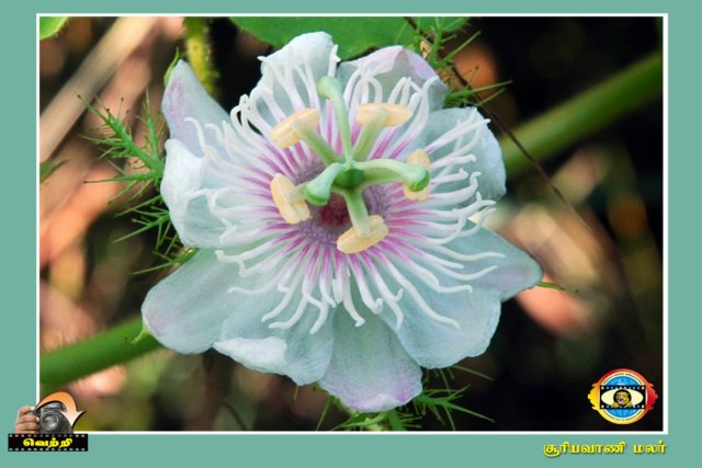 Flower