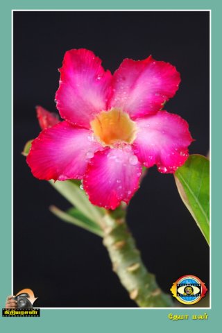 Flower