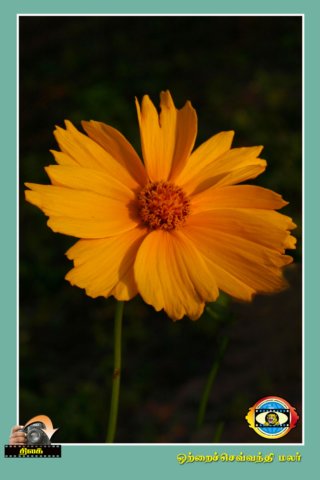 Flower