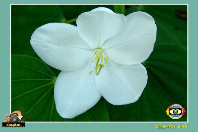Flower