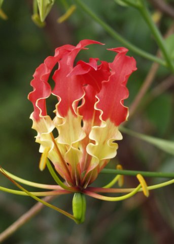 National Flower