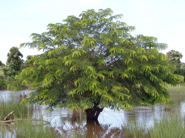 National Tree