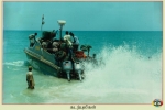 Sea Tigers