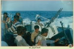 Sea Tigers