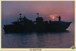 Sea Tigers