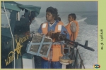 Sea Tigers