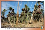 Malathi Regiment