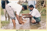 Mullaitheevu