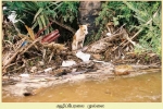 Mullaitheevu