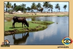 Vettiyalagan
