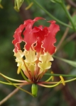 National Flower