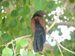 National Bird