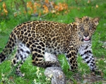 National Animal