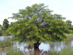National Tree